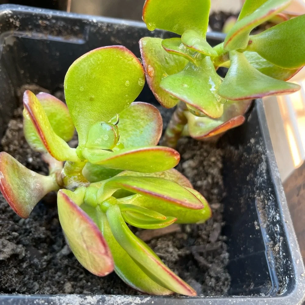 2 Rooted And Planted Jade Plants (in 1 container) - Picture 1 of 7